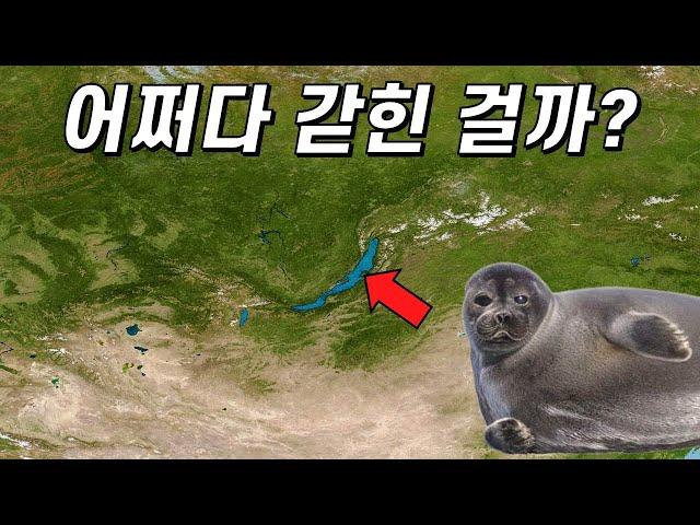 바다표범은 어쩌다가 시베리아 한복판에 있는 호수로 오게 됐을까?(ft.바이칼물범)