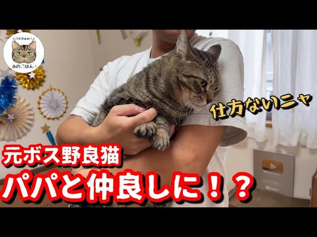 元ボス野良猫チュンパ君と仲良くしたいパパさんがチュンパ君の為にした事とは！？