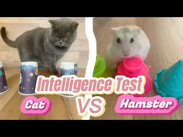 Intelligence challenge : Cat or Hamster, Who wins ?