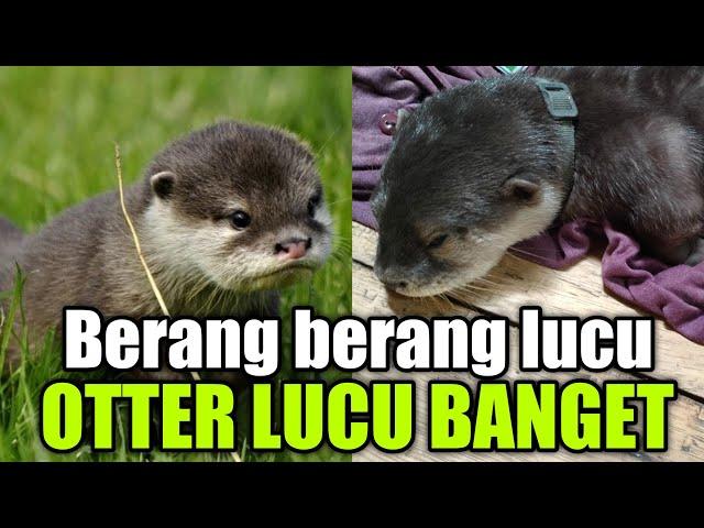 OTTER LUCU / BERANG BERANG SI MOMO ( KLIWON), MENGHIBUR ORANG DENGAN KELUCUANYA