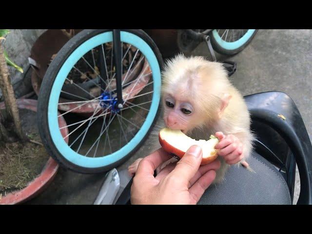 Princess Shin is a Pure White Albino Monkey | Monkey Baby SHin | Cute animal videos