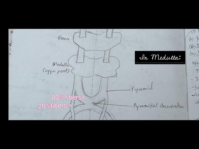 Pyramidal Tract | Corticospinal Tract Lesions , Funtions