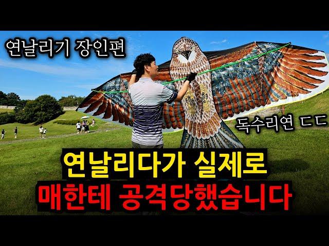 [긴급상황] 촬영 중에 매가 습격을? // 무려 70년 경력 연날리기 장인초대석, 발걸음을 멈춰 세우는 거대한 연의 정체는?