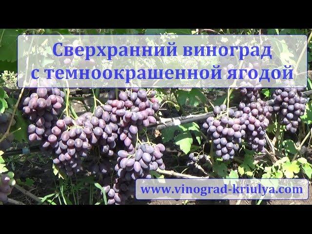 Сверхранний виноград с темноокрашенной ягодой. Сезон 2019 г. с 27  по 29 июля. Съемка С. Криули