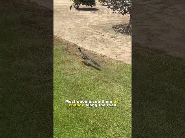 Roadrunner | Real Bird Behind the Cartoon