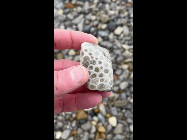 Polishing a Petoskey Stone