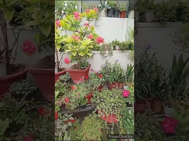 Garden Glimpse in August#shorts