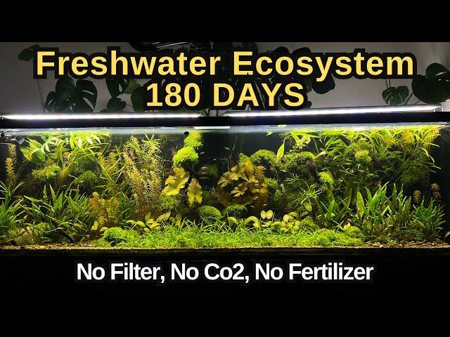 I Simulated Freshwater Ecosystem For 180 Days, No Co2, No Water Change, No Filter