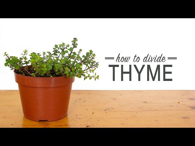 How to Divide Thyme