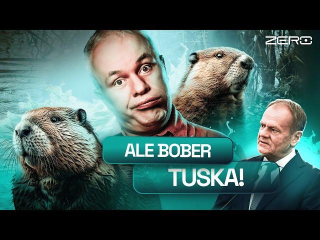 MAZUREK: TUSK I BOBRY. BYDLAKI SIĘ DOIGRAŁY. POWÓDŹ TO ICH WINA I PIS-U