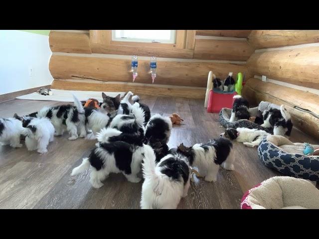 Rocky Mountain Biewer Terrier Puppies having lunch together