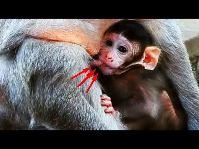 Amazing..! N_ice Clip Old Mom allow her B_aby Breastfeeding easily, Lovey B_aby.