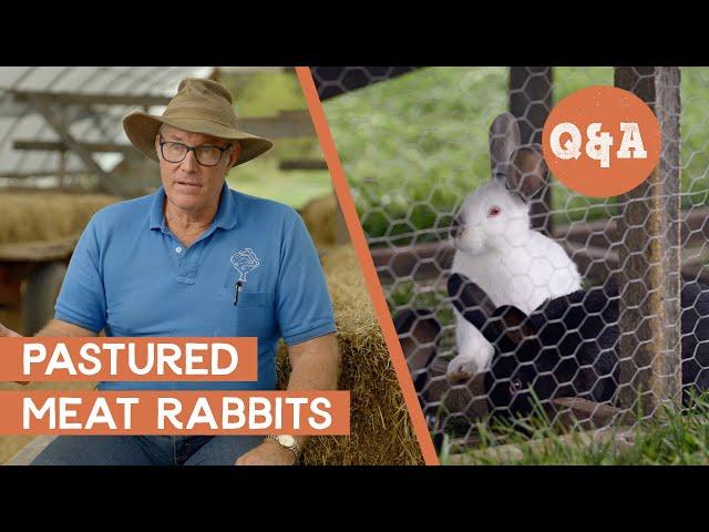 What are the Basics of Rabbit Farming? | Q&A with Joel Salatin