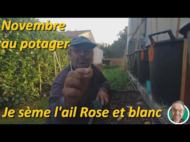 Novembre au potager je plante les ails rose et blanc