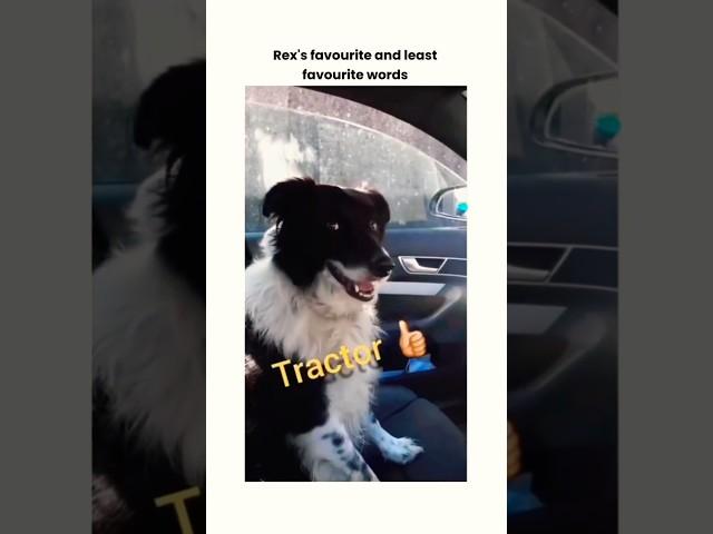 Dog’s Hilarious Reaction to Favorite vs. Least Favorite Words!  #Shorts #animallover #FunnyPets