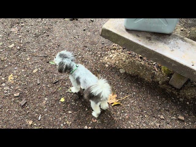 Oscar the math dog living his life at a campground