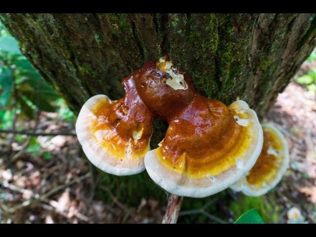 Brewing Reishi mushroom tea in the woods. Bushcraft stove from Uberleben and Kuksas. #shorts