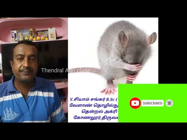 Rat control methods in Tamil/Thendral Agri clinic/இந்த டெக்னிக் தெரிந்தால் எலி தொல்லை இனி இல்லை