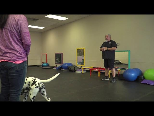 Training Show Dogs with Eric Salas Episode 5 of 5 "The Finale"