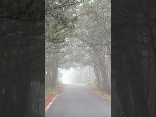 해무속에 걷는 길#삽시도#삽시도일상#아름다운섬#섬#섬여행#안개길#밤섬