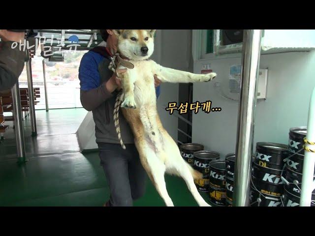 견생처음 타보는 배! 그리고 무서워서 굳어버린 복돌이 ㅋㅋㅋ ④ | KBS 단짝 150507 방송