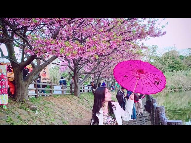 Sakura (CherryBlossom )|Japan|Bmoc19 Brent