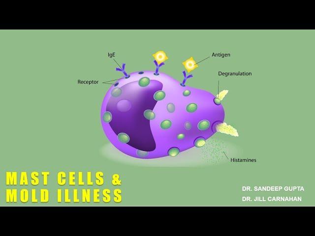 Mast Cells and Mold Illness with Dr. Jill Carnahan