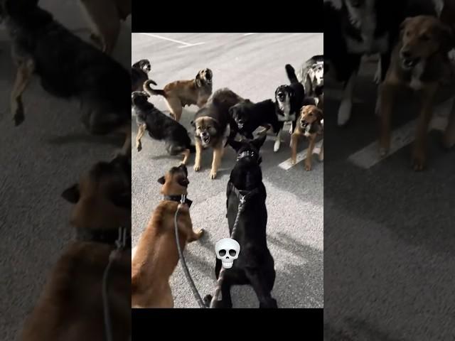 Dog Protection 