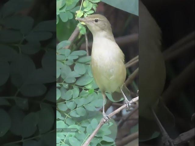 Blyths Reed Warbler In My Backyard #birds #shorts