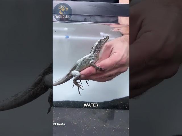 Underwater Breathing Lizard