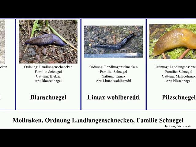 Mollusken, Ordnung Landlungenschnecken, Familie Schnegel mollusca Bierschnegel Blauschnegel Rum