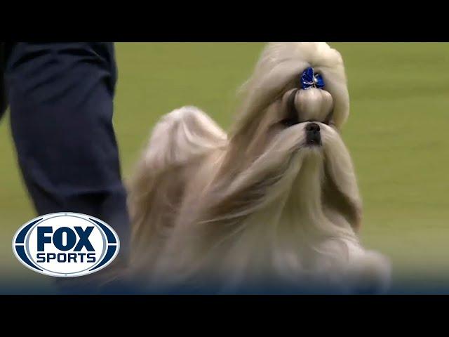 Comet the Shih Tzu wins the WKC Toy Group | Westminster Kennel Club