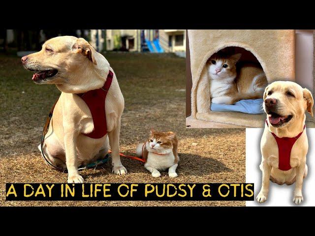 A day in life of Pudsy & Otis | Pets Vlog | NilJam