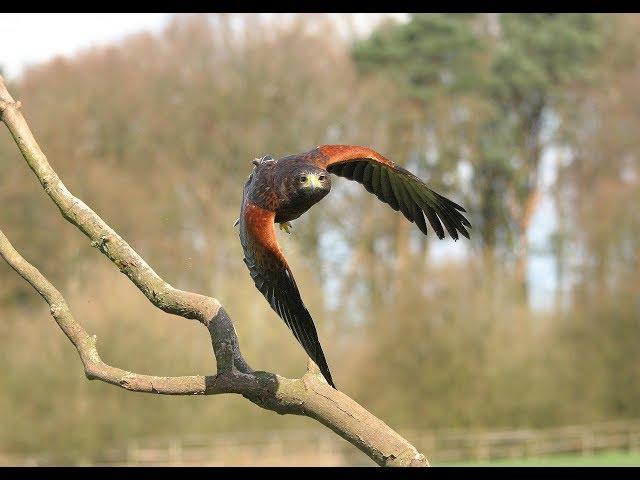 Hunting with The Harris' Hawk - Season 2018/2019