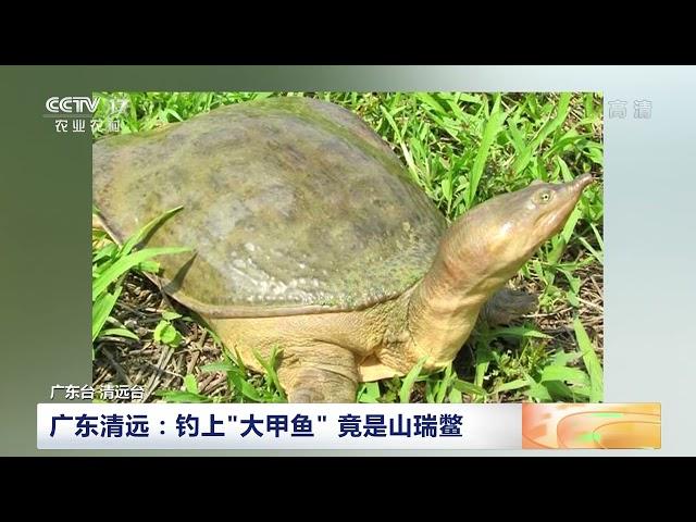 [中国三农报道]广东清远：钓上“大甲鱼” 竟是山瑞鳖|农业致富经 Agriculture And Farming