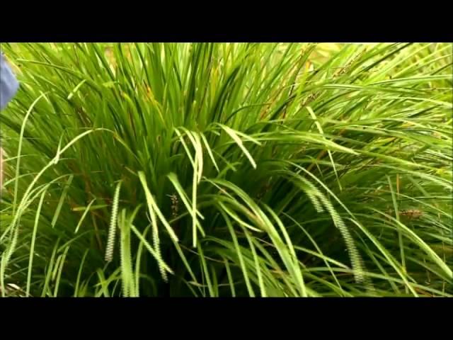 Lomandra and Dianella In Rock Gardens - Plants That Survive The Heat | On The Garden Gurus.