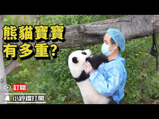 《熊貓早晚安》新生熊貓寶寶很重嗎？可以讓我試試嗎？ | iPanda熊貓頻道