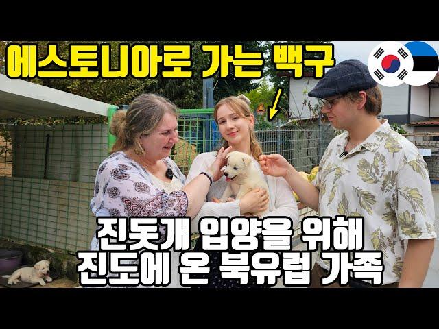 북유럽 최초의 진돗개를 입양하기 위해 유럽에서 진도까지 날아온 에스토니아 가족들(ENG SUB)