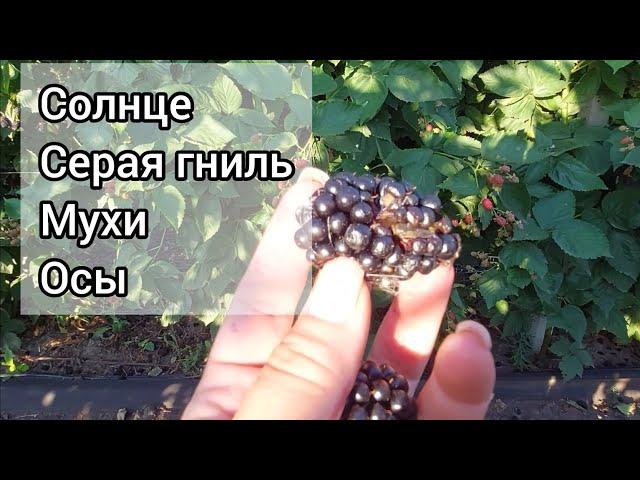 Как потерять почти весь урожай ежевики