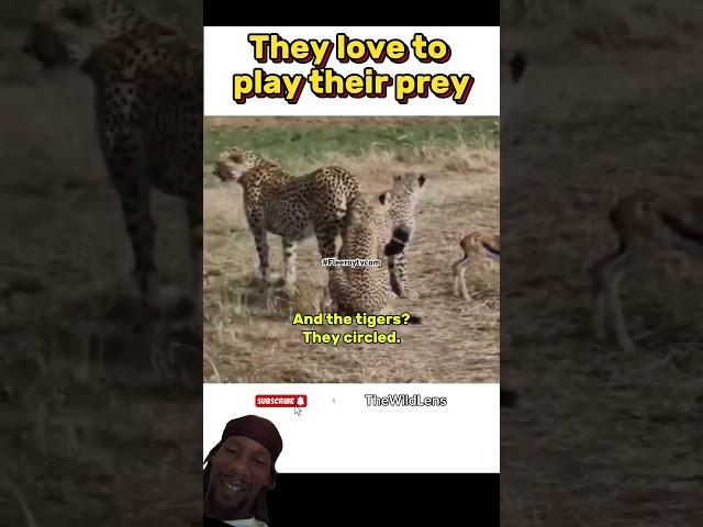 Cheetahs told baby deer Don’t be scared We getting money lol like comment follow subscribe Nature