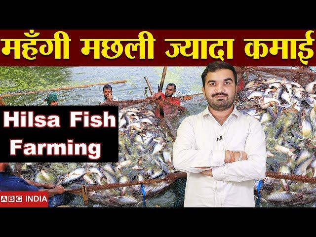 पैसे वाली मछली | Hilsa Fish Farming Explained | Best fish farming | profitable fish | hilsa machli