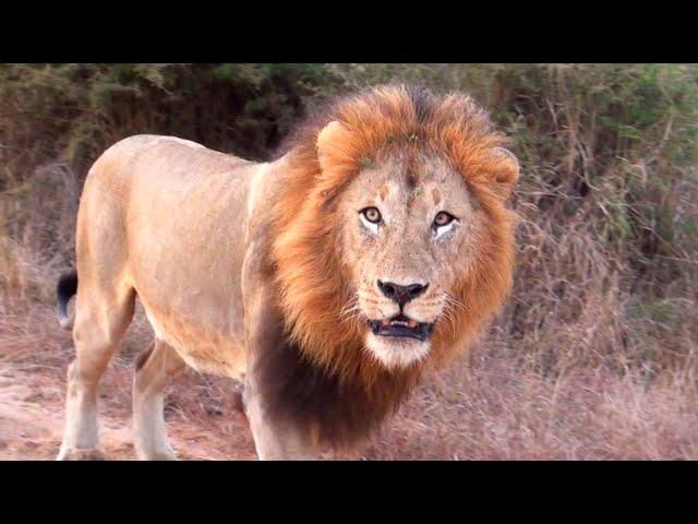 How to MEET LIONS on a SELF-DRIVE Safari in Kruger National Park (English, 4K) ?