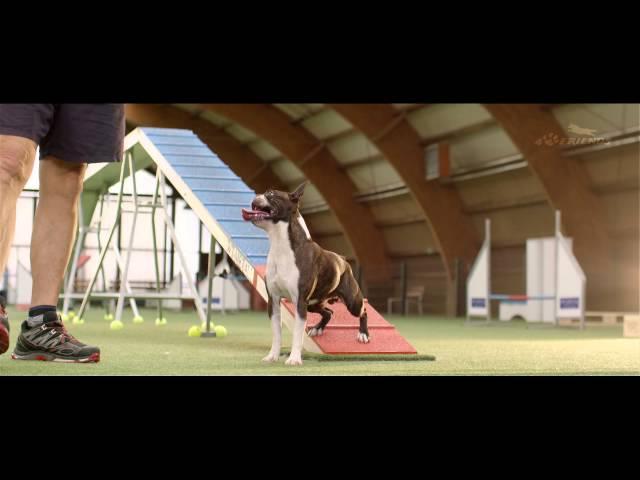 Dog - Agility Training – 4 Paws 2015 - Competition - Trailer