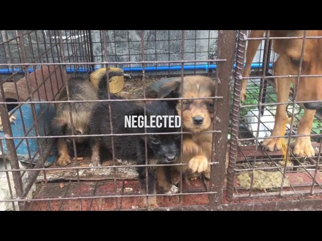 Neuter Clinic Project