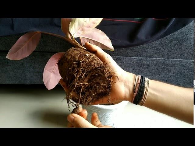 Potting Calathea plants| biosphereflora|