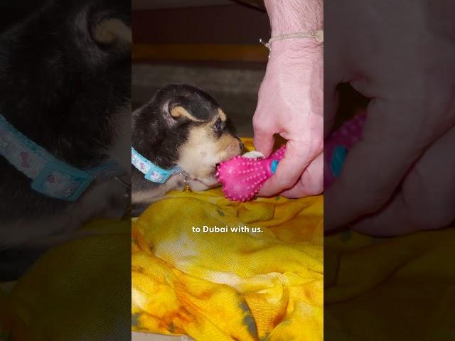 Couple On Vacation Gets Handed A Tiny Street Puppy | The Dodo