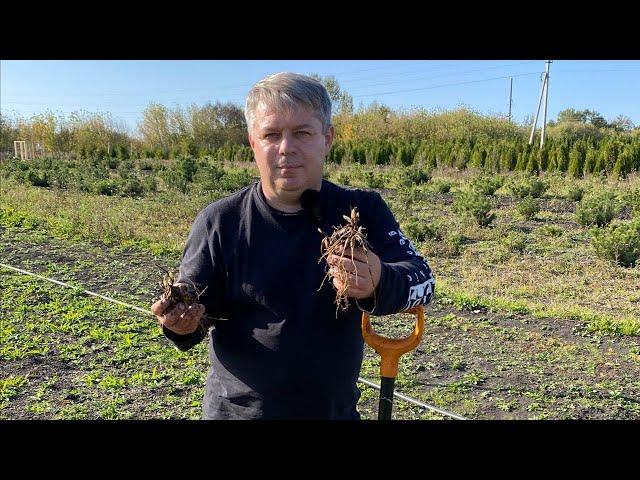 Пион тонколистный (Paeonia tenuifolia) - неземная красота в Мармыжах!