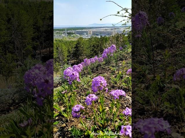 Вид на Северобайкальск с высоты