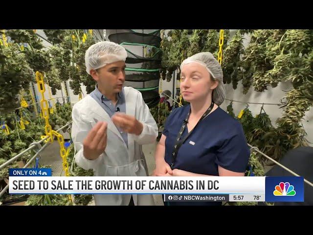 Seed to sale: the growth of cannabis in DC | NBC Washington