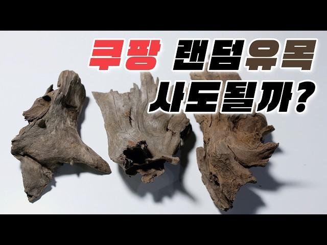 쿠팡에서 유목을 샀습니다. 가성비 극강의 쿠팡 유목 레이아웃, 타란튤라 사육장 꾸미기